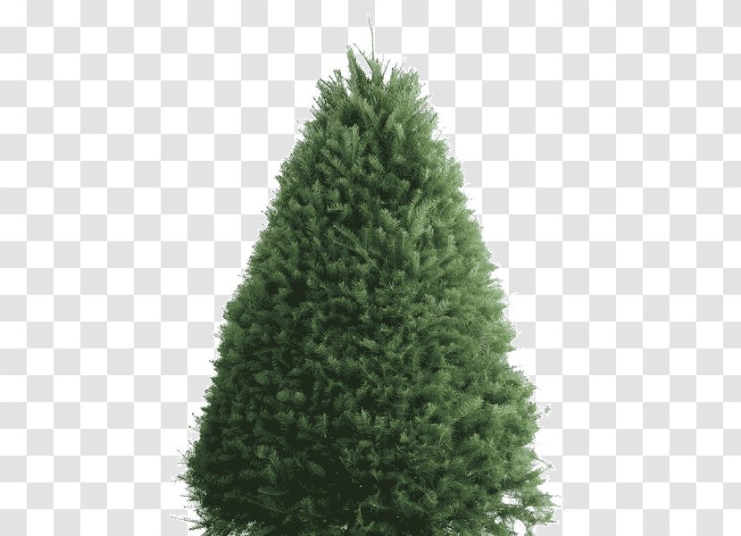 Balsam Fir Douglas Artificial Christmas Tree - Spruce - Wood Transparent PNG