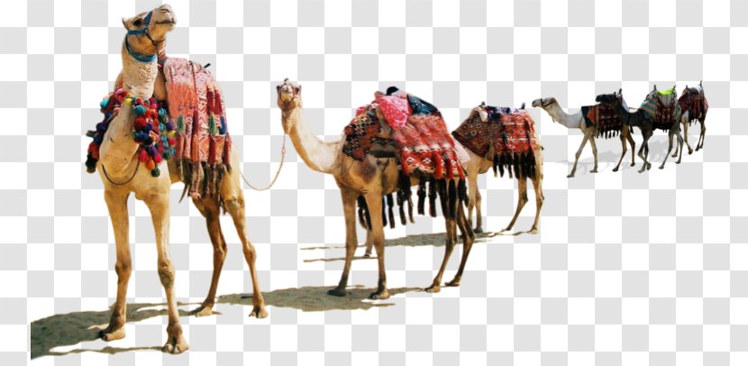 Dromedary Desert Xerocole Pack Animal Horse Transparent PNG