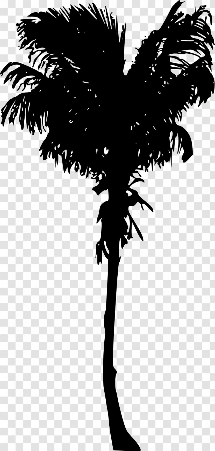 Arecaceae Woody Plant Tree Asian Palmyra Palm Transparent PNG