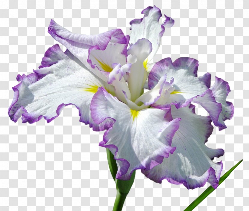 Flower PhotoScape Clip Art - Cut Flowers - Iris Transparent PNG