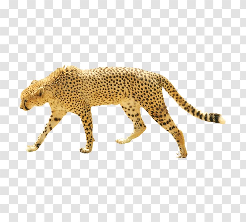 Dog Cheetah Leopard Giraffe Cat - Photography Transparent PNG