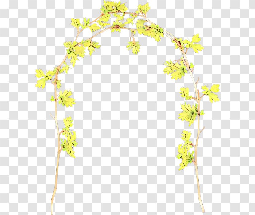 Floral Plant - Family Grapevine - Flower Transparent PNG
