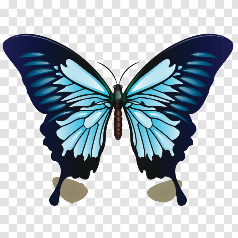 Ulysses Butterfly Color Blue Drawing Transparent PNG