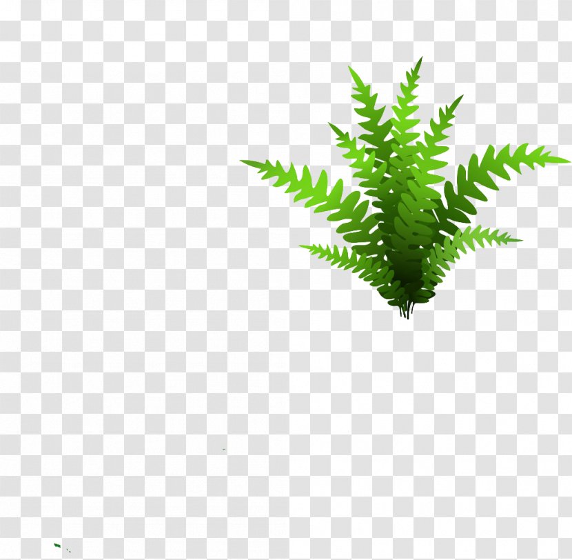 Euclidean Vector Grass Shutterstock - Plant - Green Transparent PNG