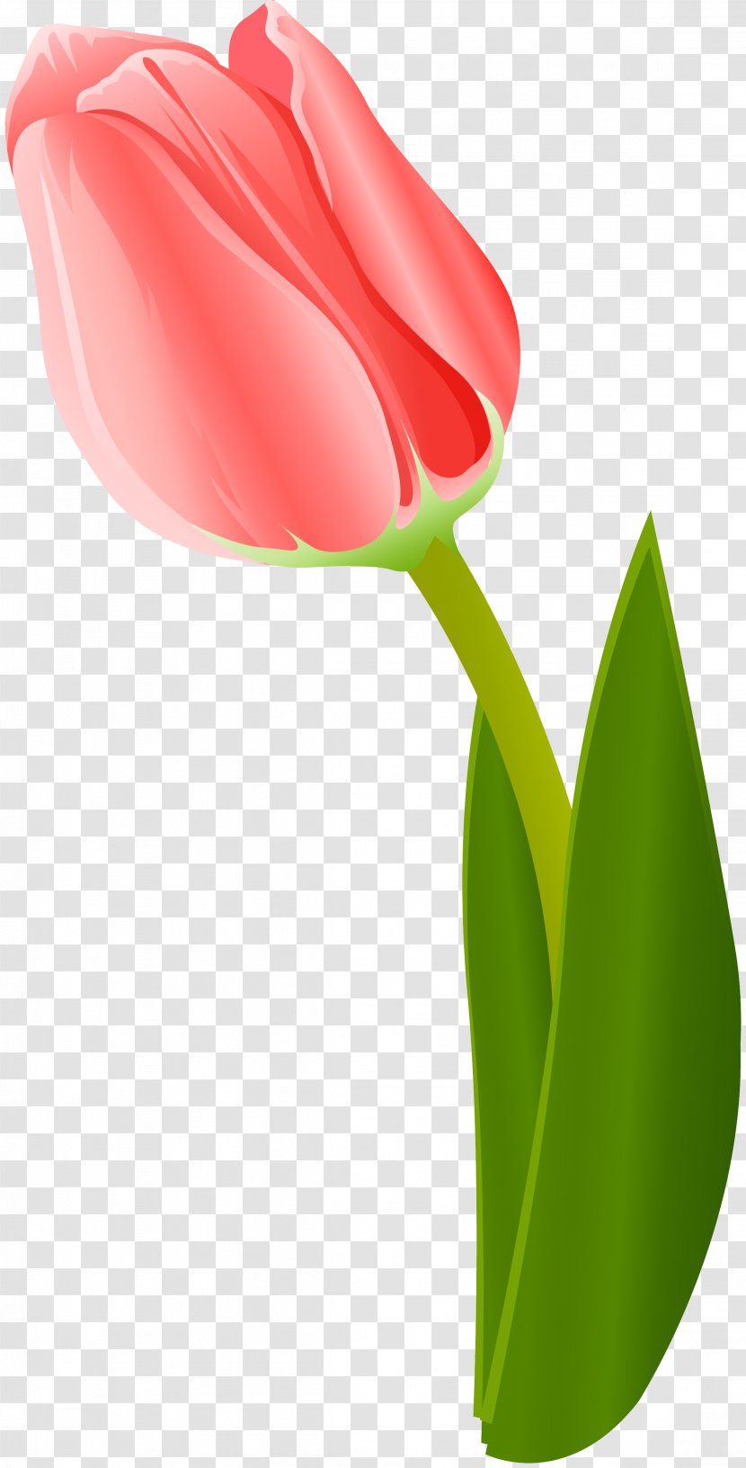 Flowering Plant Tulip Liliaceae - Seed Transparent PNG