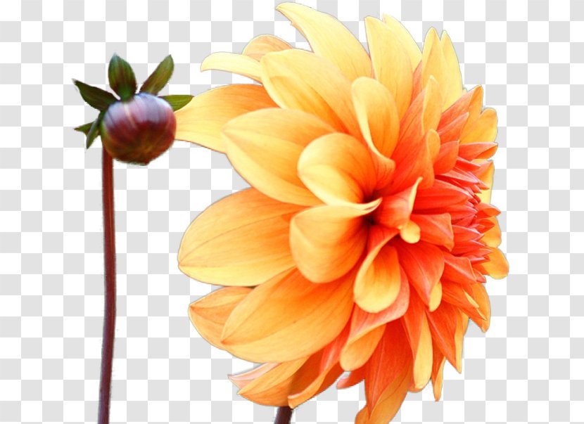 Dahlia Pinnata Color Flower Daisy Family Desktop Wallpaper - Plant Transparent PNG