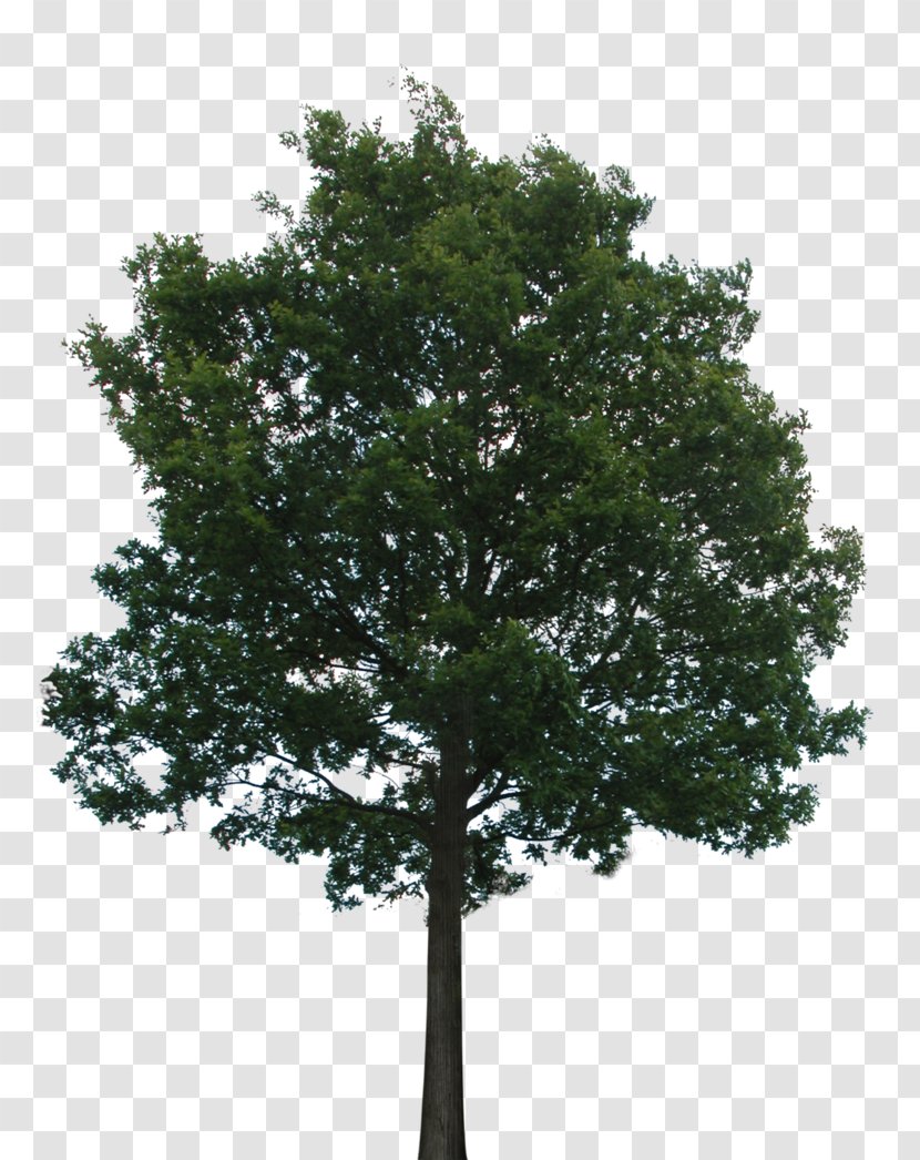 Tree - Tiff - Oak Transparent PNG