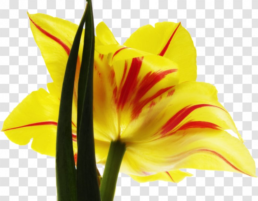 Cut Flowers Hippeastrum Plant Tulip - Closeup Transparent PNG
