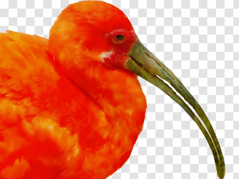 Orange - Bird - Water Transparent PNG