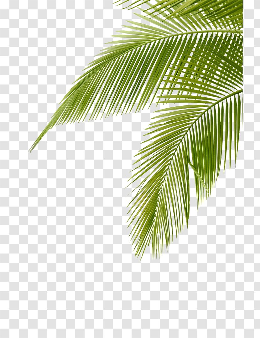 Arecaceae Leaf Frond Clip Art - Stock Photography - Coconut Leaves Transparent PNG