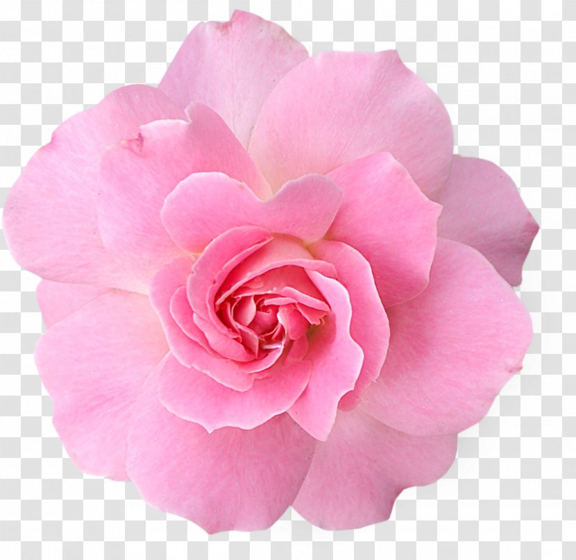 Pink Flowers Rose Clip Art - Floribunda - Subshrubby Peony Flower Transparent PNG