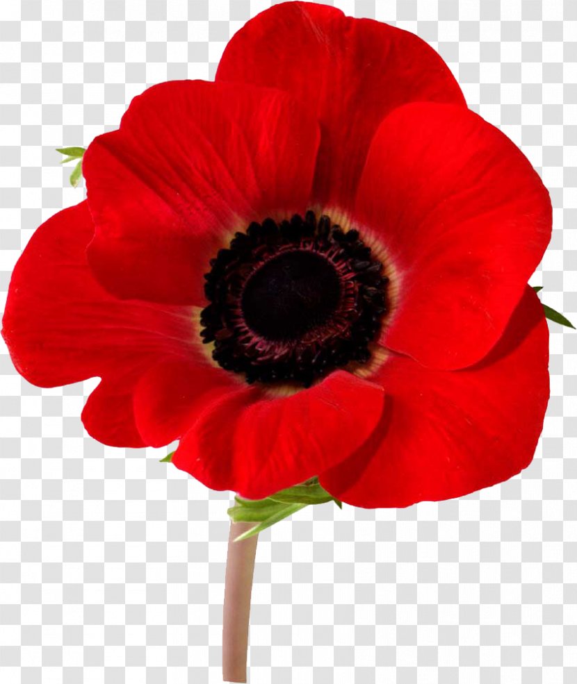 Armistice Day Remembrance Poppy Memorial Bleuet De France - Red - Cilpart Filigree Transparent PNG