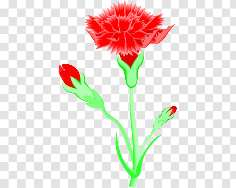 Carnation Cut Flowers Clip Art - Pink Family - Flower Transparent PNG