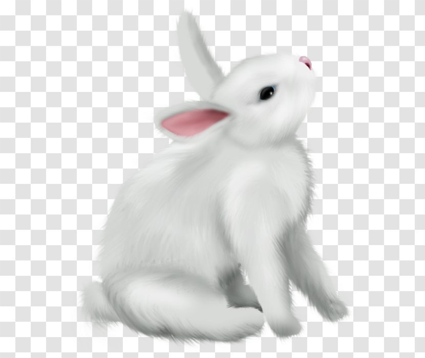 Rabbit Rabbits And Hares White Hare Animal Figure - Tail Snout Transparent PNG