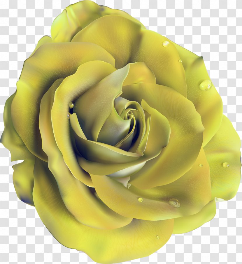 Color Garden Roses Skin - Rose - User Interface Transparent PNG