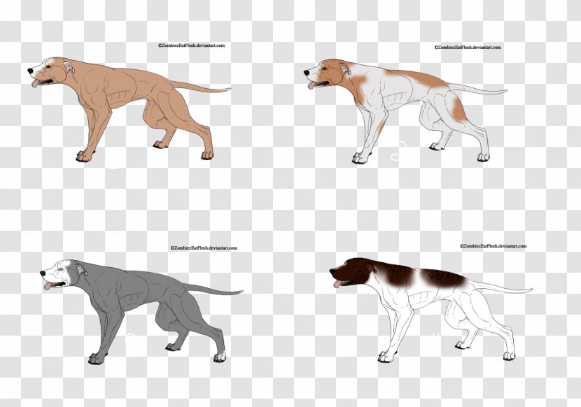 Cat Saluki Dog Breed Paw Tail - Animal Transparent PNG