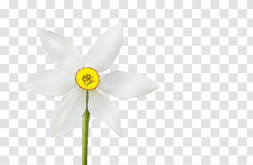 White Flower Petal Wheel Narcissus Transparent PNG