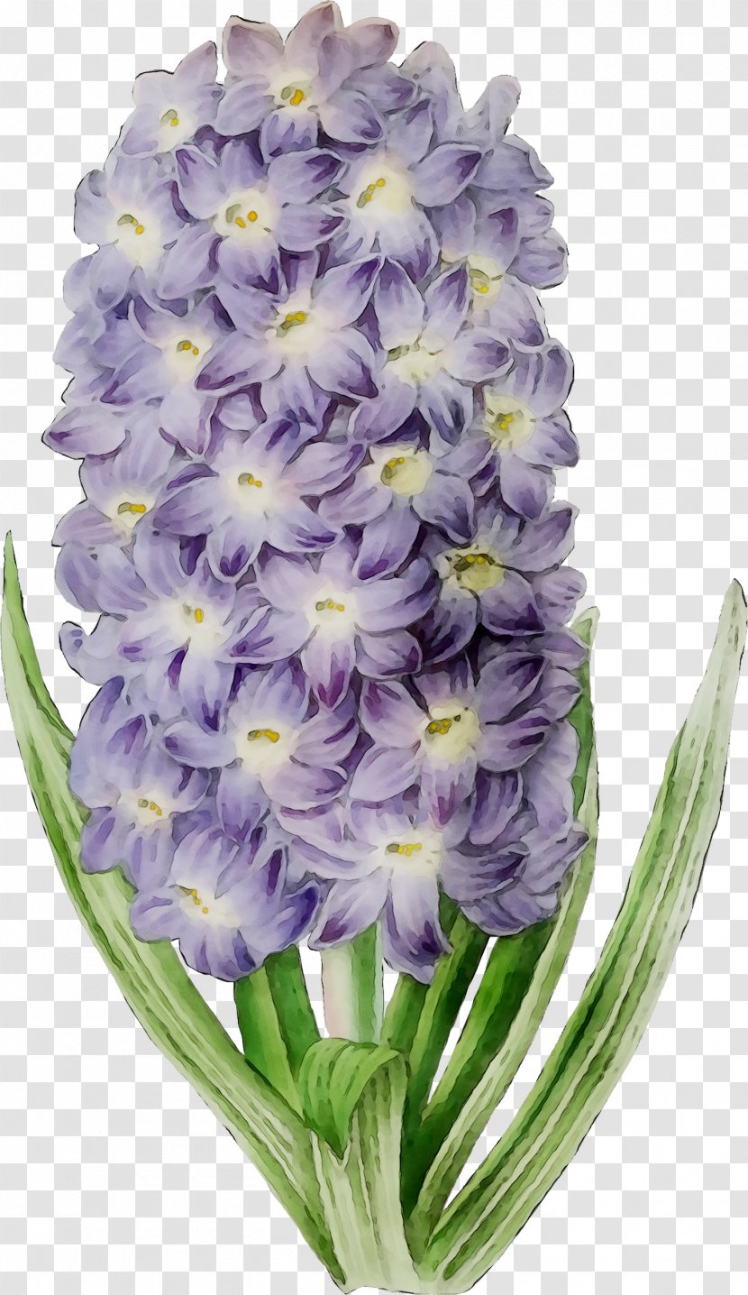 Hyacinth Cut Flowers Herbaceous Plant Family M Invest D.o.o. - Purple Transparent PNG