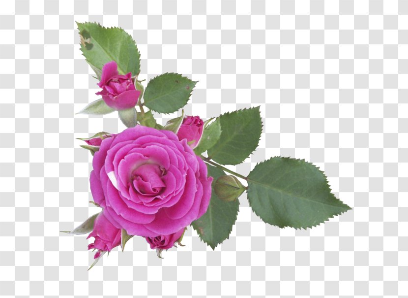 Flower Digital Image Clip Art - Information - Floral Decoration Transparent PNG