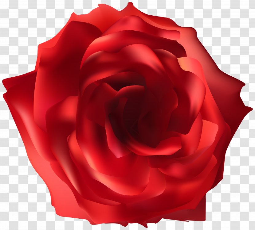 Image File Formats Lossless Compression - Rose Order - Red Clip Art Transparent PNG