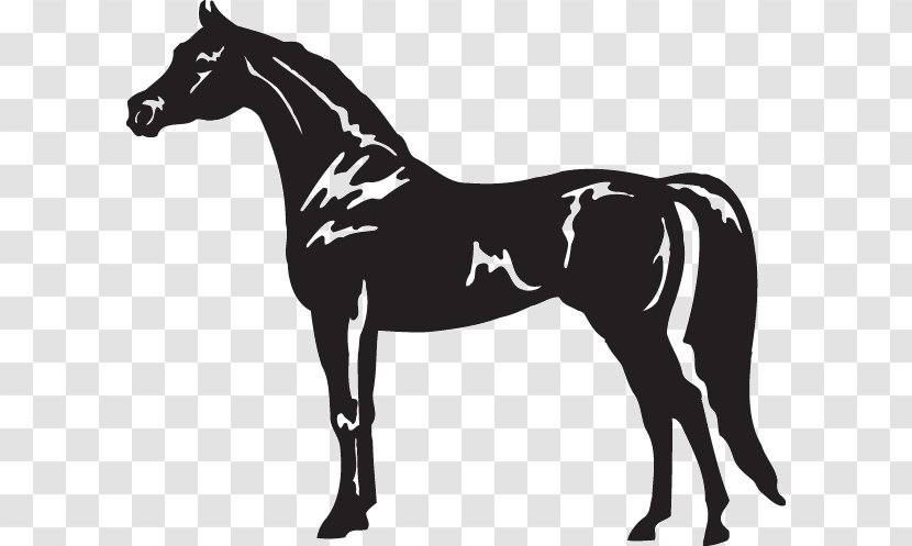 Arabian Horse American Quarter Appaloosa Standing Clip Art - Pony - English Riding Transparent PNG