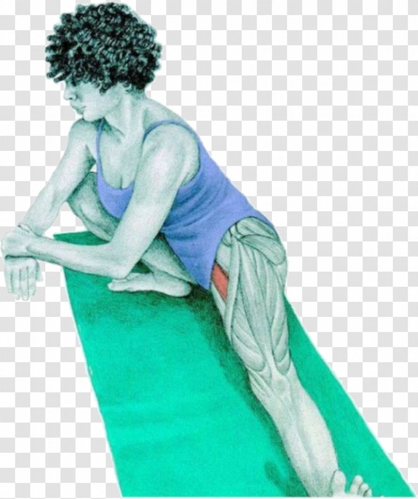 Stretching Adductor Muscles Of The Hip Inguinal Region Exercise - Human Back - Sternocleidomastoid Muscle Transparent PNG