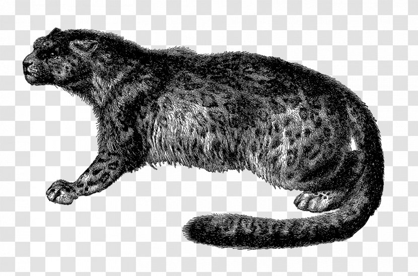 Whiskers Wildcat Black Panther Leopard - Mammal - Cat Transparent PNG