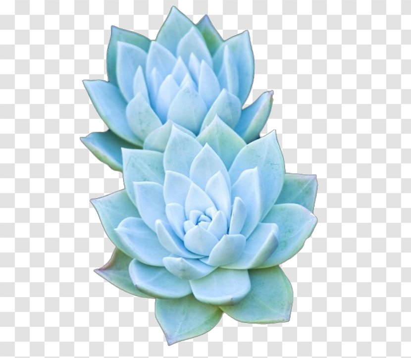 Succulent Plant Artificial Flower Agave Transparent PNG