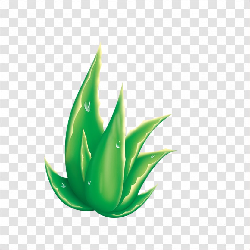 Aloe Raster Graphics Euclidean Vector Transparent PNG