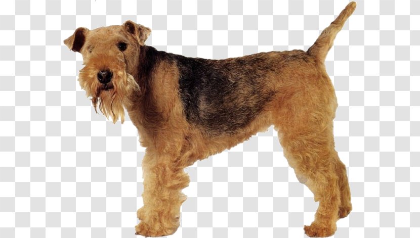 Welsh Terrier Lakeland Airedale Irish Dog Breed - Se - Animal Transparent PNG