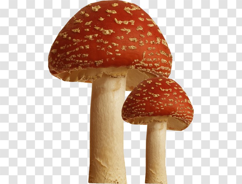 Amanita Muscaria Mushroom Photography - Fungus Transparent PNG