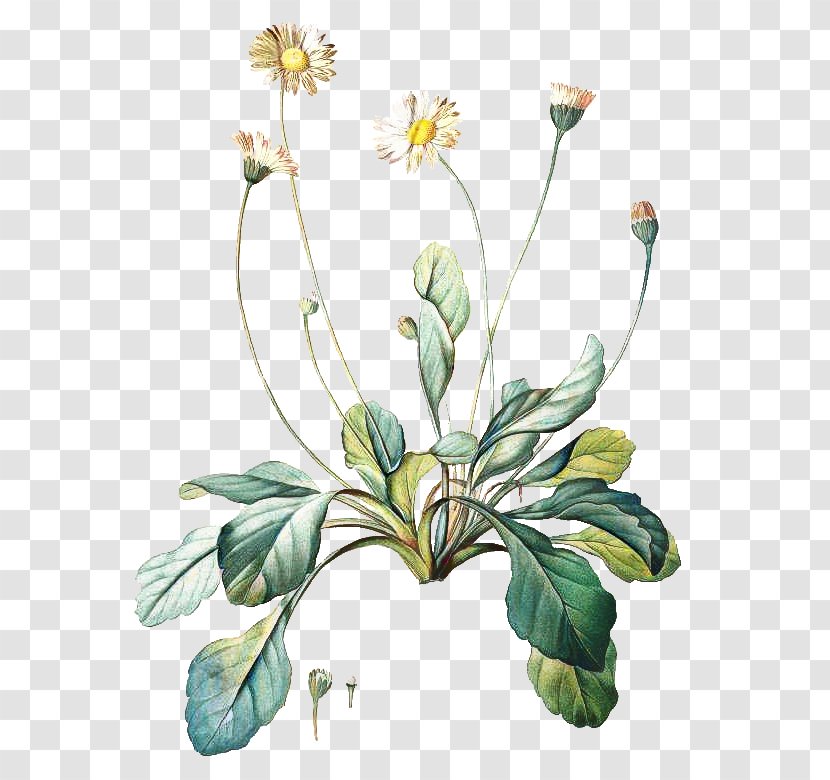 Background Floral - Plants - Wildflower Plant Transparent PNG