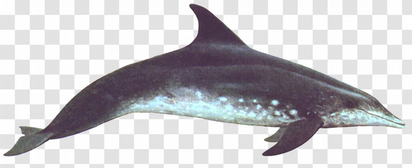 Common Bottlenose Dolphin Wholphin Rough-toothed Porpoise Short-beaked - Atlantic Spotted Transparent PNG