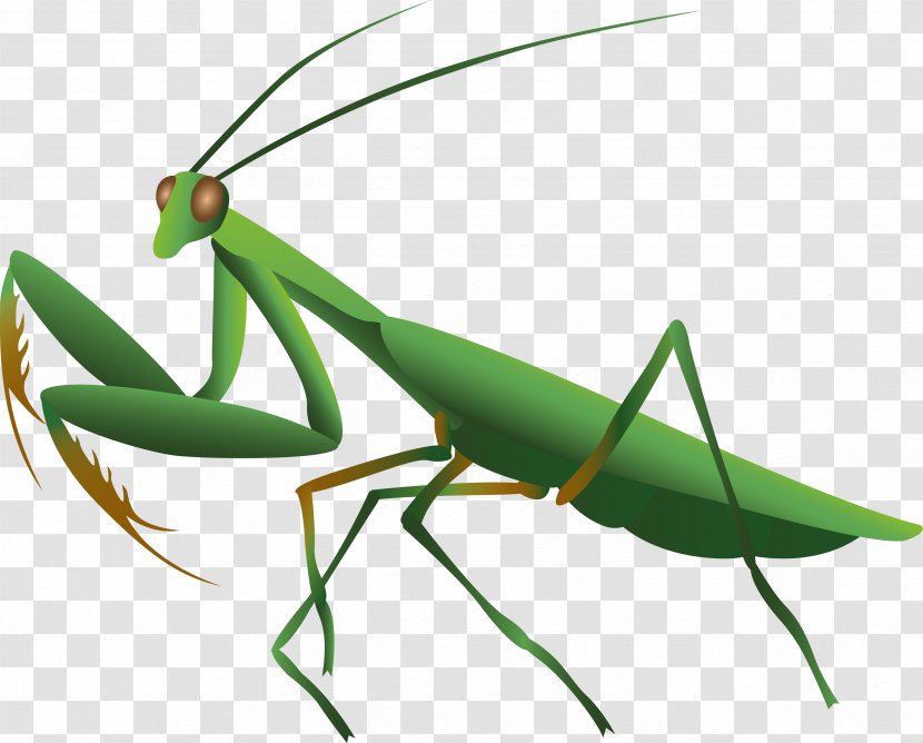 Mantis Insect Pest Plant Stem Clip Art Transparent PNG