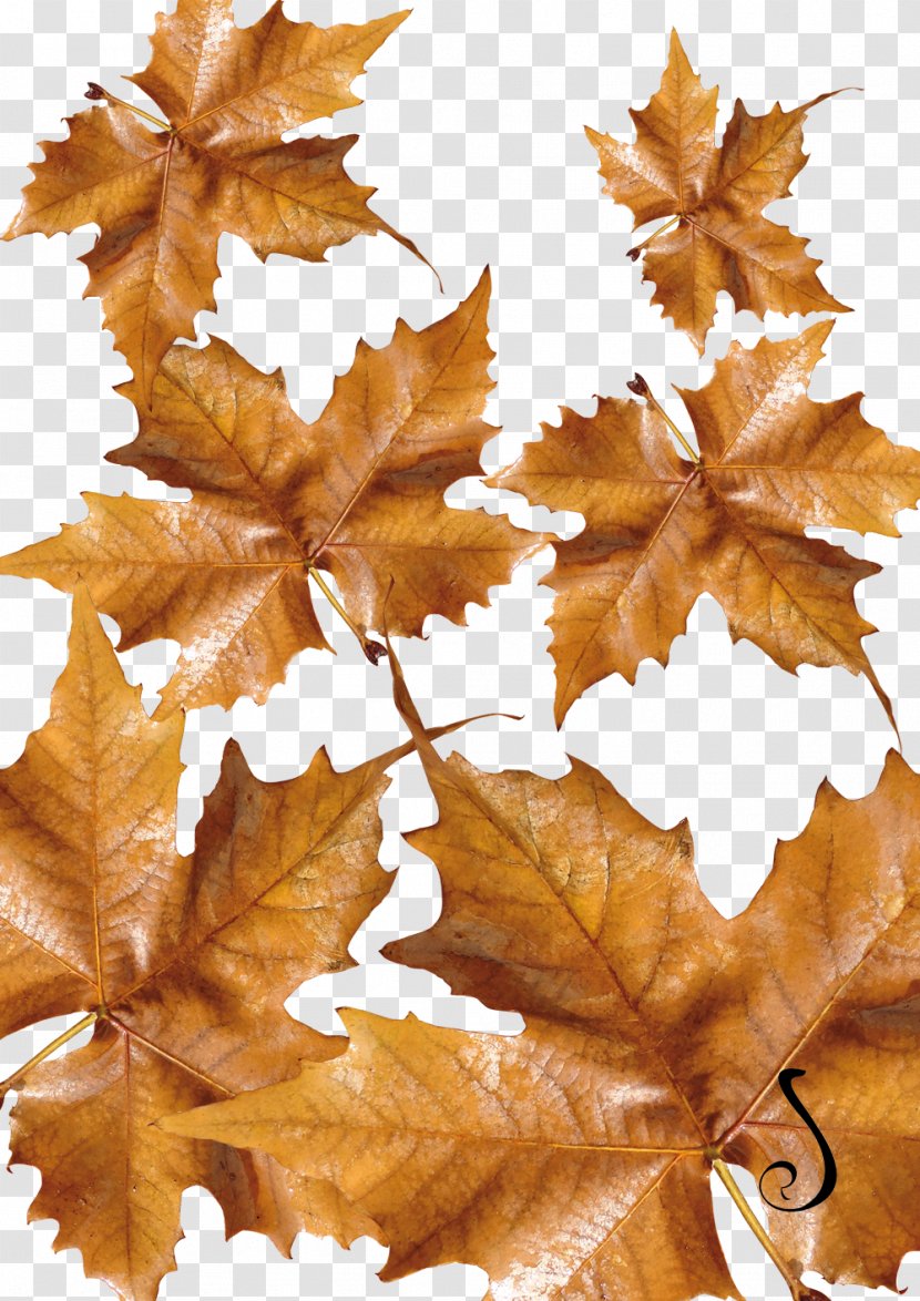 Autumn Flower Maple Leaf Transparent PNG