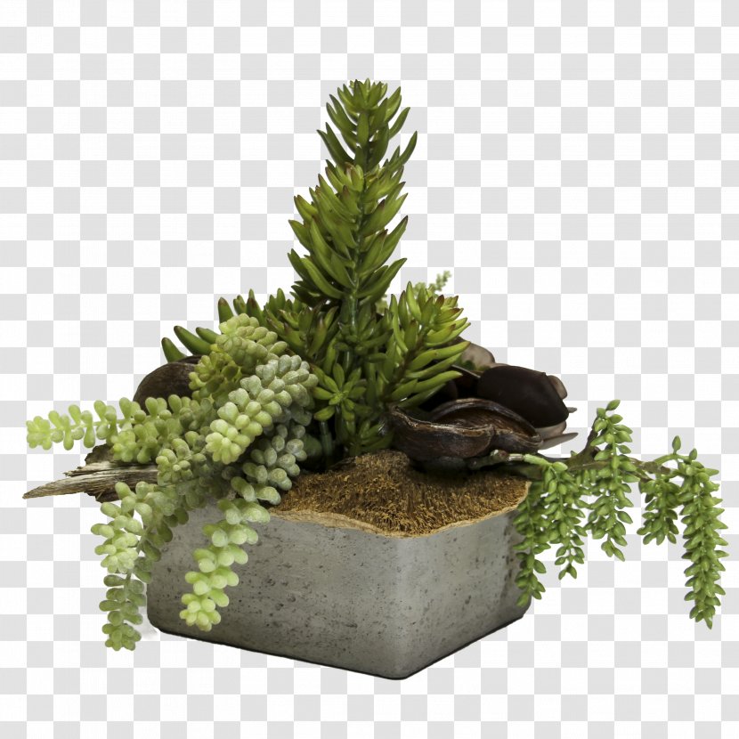 Flowerpot Tree Houseplant - Evergreen - Cactus Wreaths Transparent PNG