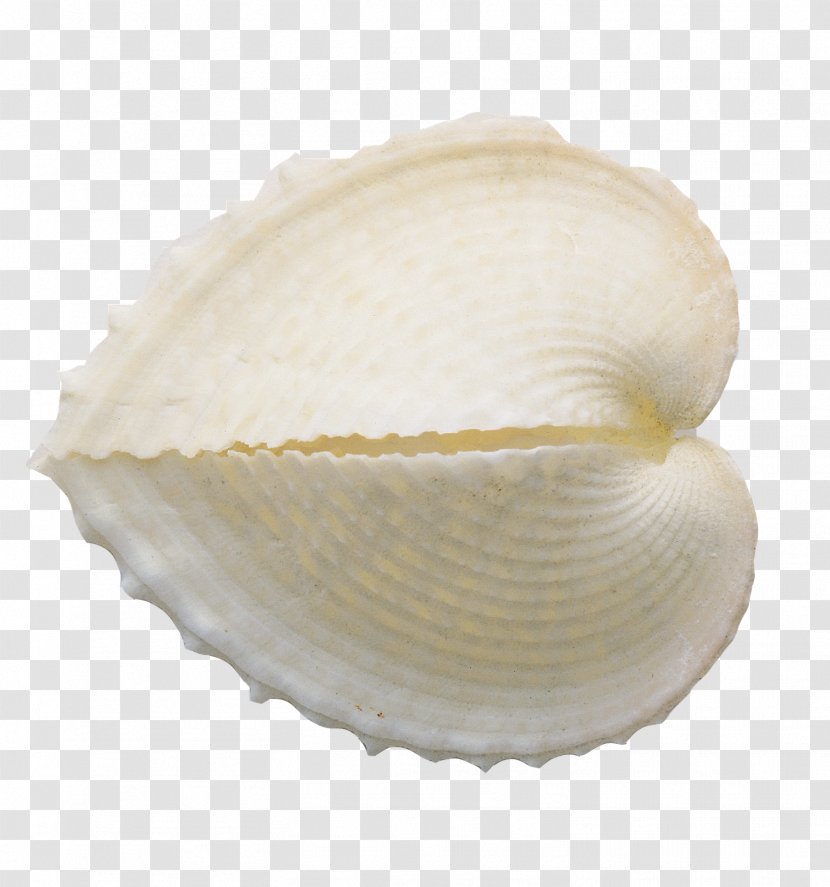 Clip Art Cockle Image Mollusc Shell - Conch - Islamic Frame Transparent PNG