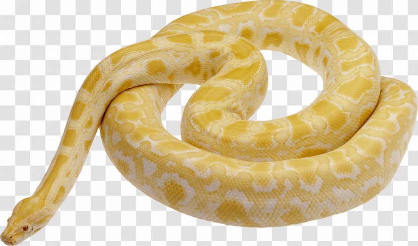 Snake Morelia Boeleni Carpet Python Amethystine Ball - Reptile - Image Picture Download Transparent PNG
