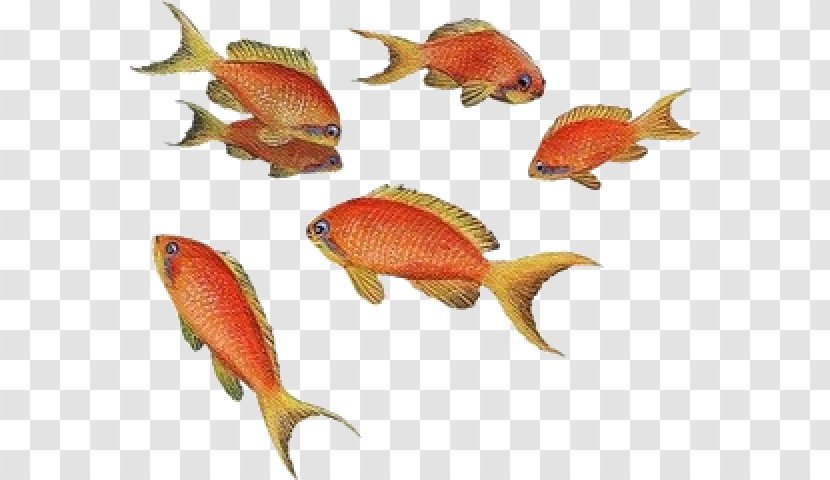 Goldfish Angelfish Aquarium Tropical Fish - Crucian Carps Transparent PNG