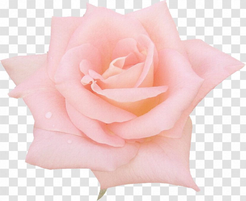 Flower Rose Drawing Pink Transparent PNG