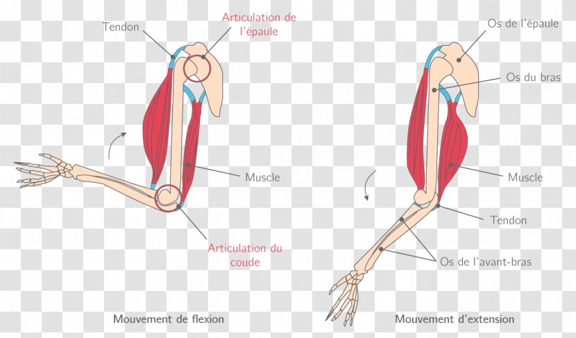 Finger Muscle Joint Muscular System Élongation Musculaire - Flower - Arm Transparent PNG