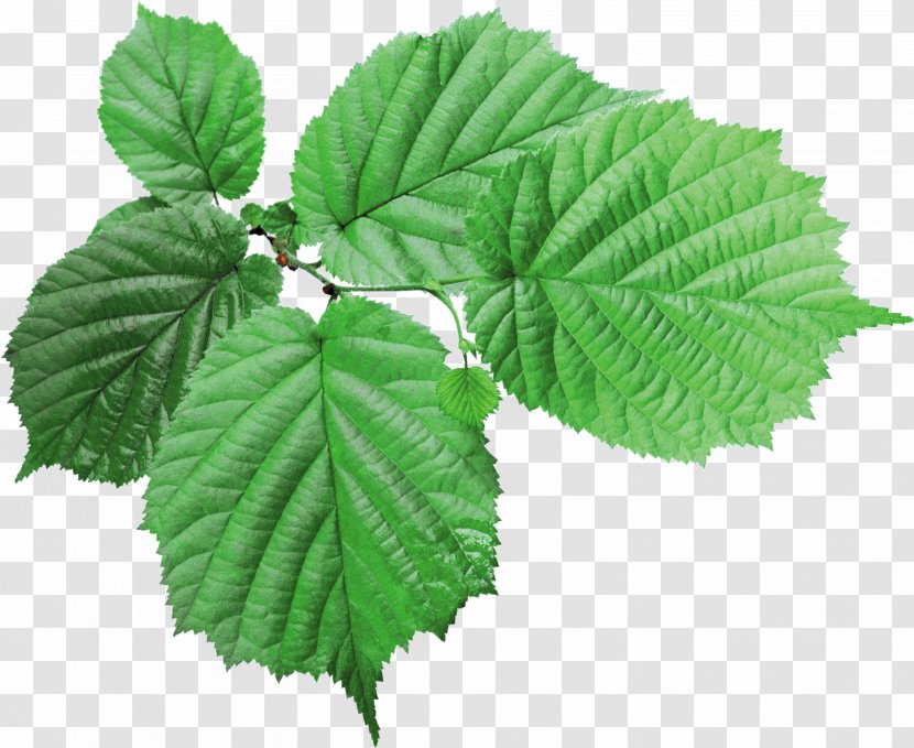 Leaf Green - Image Resolution Transparent PNG