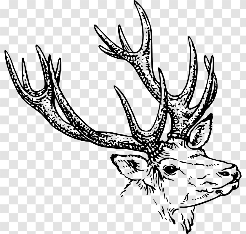 Deer Line Art Drawing Clip - Royaltyfree - Antlers Transparent PNG