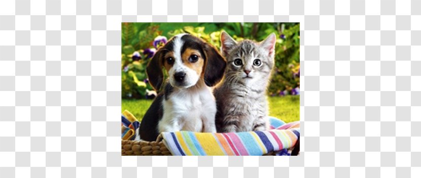Puppy Kitten Cat Pet Golden Retriever - Wolfdog Transparent PNG