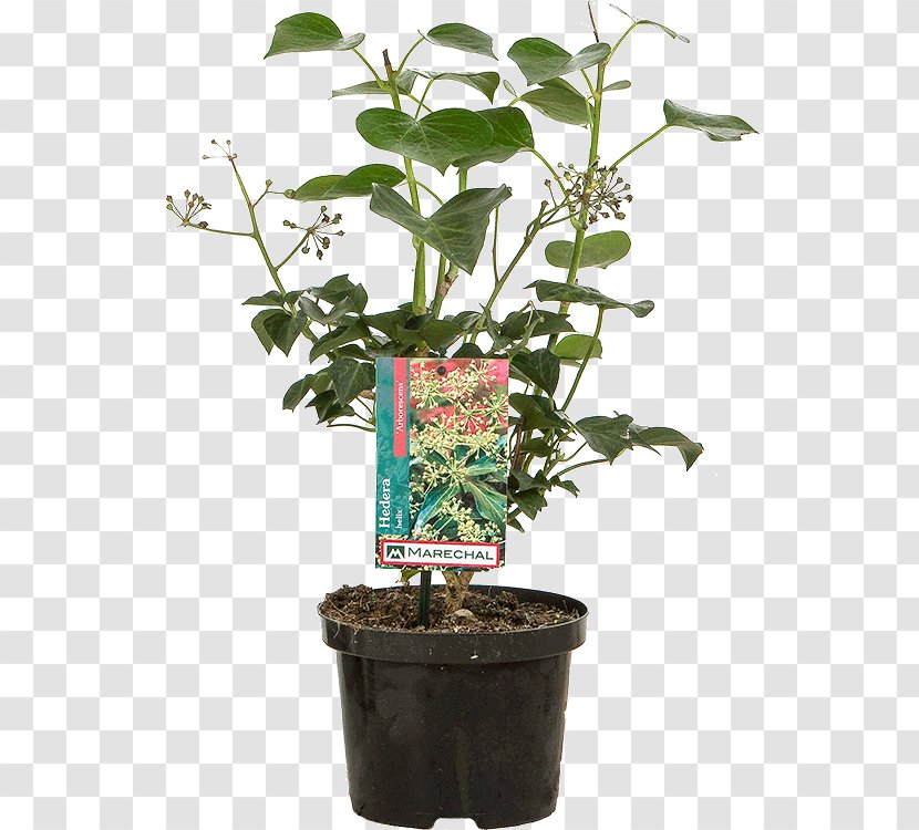 Flowerpot Herb Houseplant Shrub Plant Stem - Flower Transparent PNG