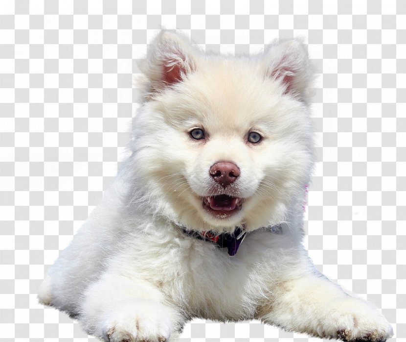 Puppy Pet Samoyed Dog Your Pup Kitten - Carnivoran - Free Zero Dollars Transparent PNG