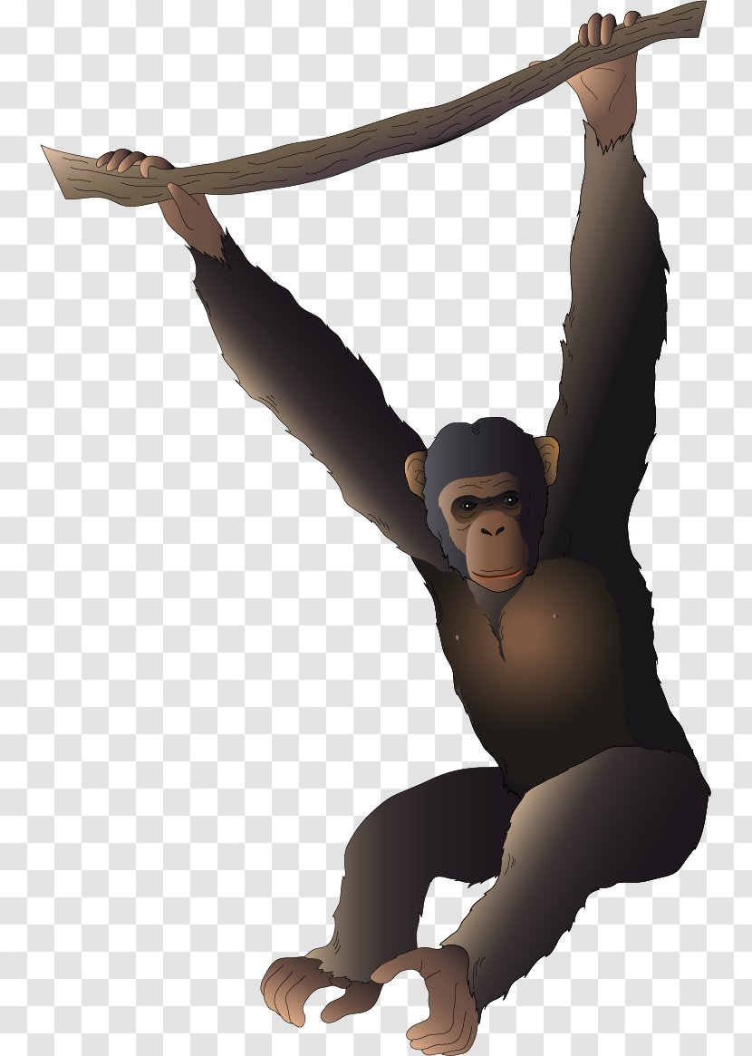 Gorilla Orangutan Gibbon Cartoon - Vector Painted Transparent PNG
