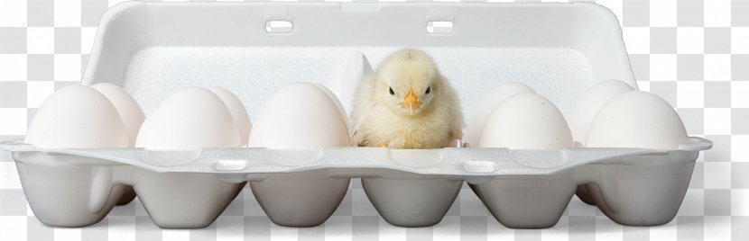 Beak Egg - Bathroom - Cockatiel Transparent PNG