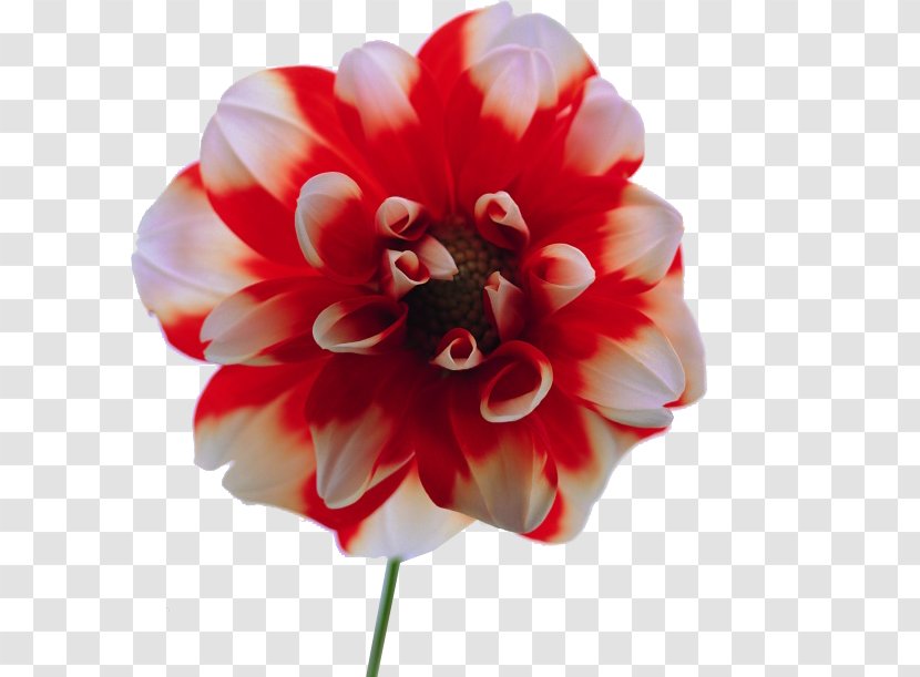 Cut Flowers Floristry Dahlia Petal - Clothing - Fiori Transparent PNG