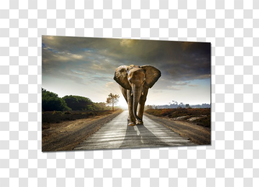 Elephantidae African Elephant Painting Canvas - Elephants And Mammoths Transparent PNG